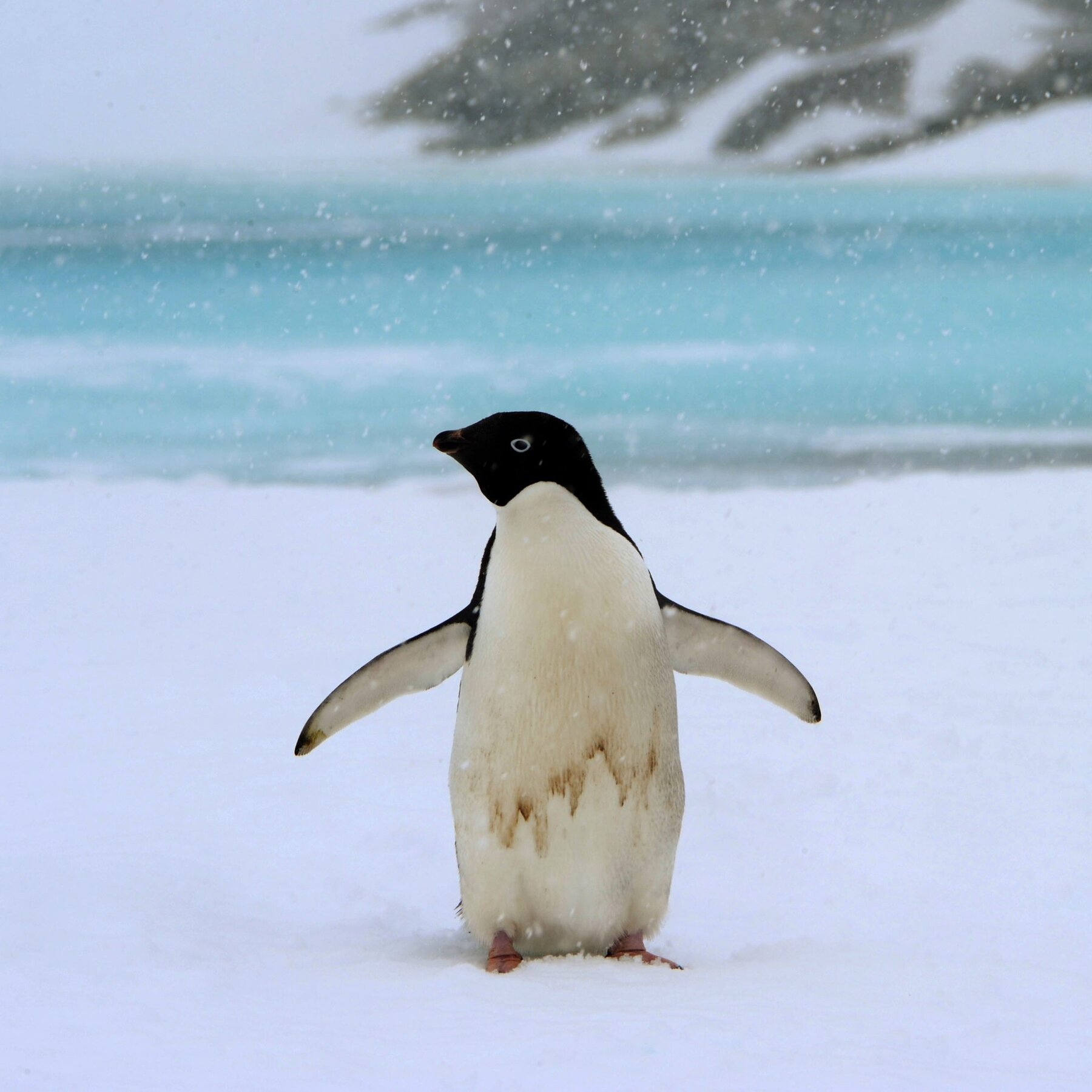 penguin penguin